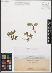 Foto von Salix reticulata L.